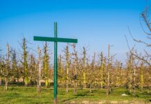 Czy dyrektor ma obowiązek wprowadzić regulamin dofinansowania doskonalenia zawodowego nauczycieli w szkole?